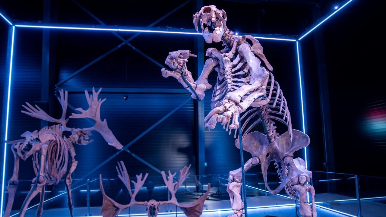 Eremotherium i Evolutionsmuseet i Knuthenborg
