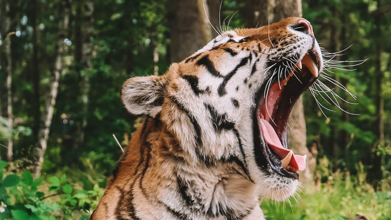 Tiger i Knuthenborg Safaripark